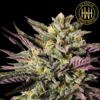 HW Seed Company - Gary Payton - 4 Seeds