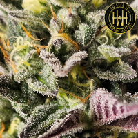 HW Seed Company - Gary Payton - 4 Seeds