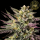 HW Seed Company - Gary Payton - 4 Seeds