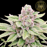 HW Seed Company - AmericanZ Pie I - 4 Seeds