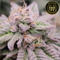 HW Seed Company - AmericanZ Pie I - 4 Seeds