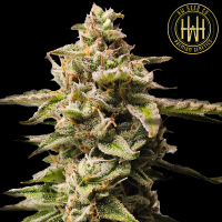 HW Seed Company - Super Northern Lights Auto - 4 Seeds