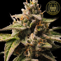 HW Seed Company - Super Northern Lights Auto - 4 Seeds