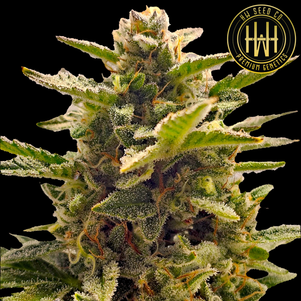 HW Seed Company - North Joey Auto - 4 Seeds
