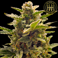 HW Seed Company - North Joey Auto - 4 Seeds