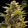 HW Seed Company - North Joey Auto - 4 Seeds