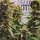 HW Seed Company - North Joey Auto - 4 Seeds