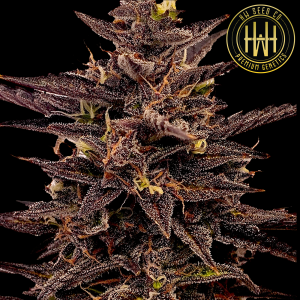 HW Seed Company - Holy Gorilla Auto - 4 Seeds
