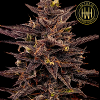 HW Seed Company - Holy Gorilla Auto - 4 Seeds