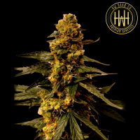 HW Seed Company - Holy Gorilla Auto - 4 Seeds