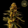 HW Seed Company - Holy Gorilla Auto - 4 Seeds