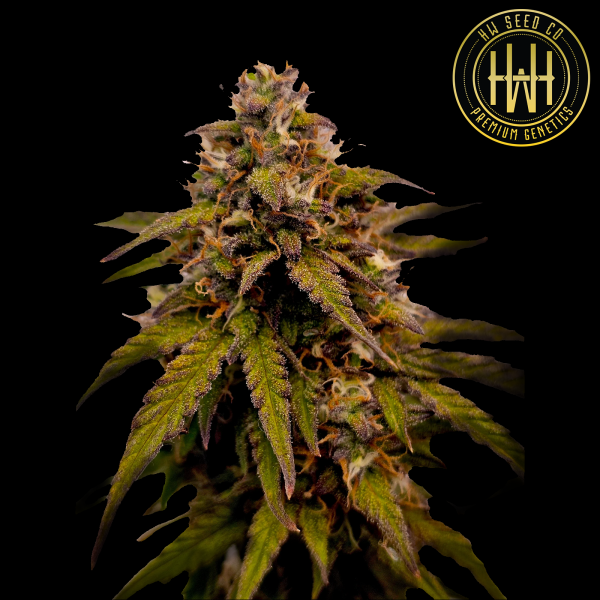 HW Seed Company - Jack Gelato Auto - 4 Seeds