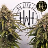HW Seed Company - Jack Gelato Auto - 4 Seeds