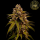 HW Seed Company - Jack Gelato Auto - 4 Seeds