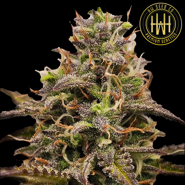HW Seed Company - A Hype for Jack 47 Auto - 4 Seeds