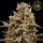 HW Seed Company - A Hype for Jack 47 Auto - 4 Seeds