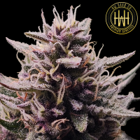 HW Seed Company - Northern Lights Auto - 4 Seeds