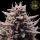 HW Seed Company - Northern Lights Auto - 4 Seeds