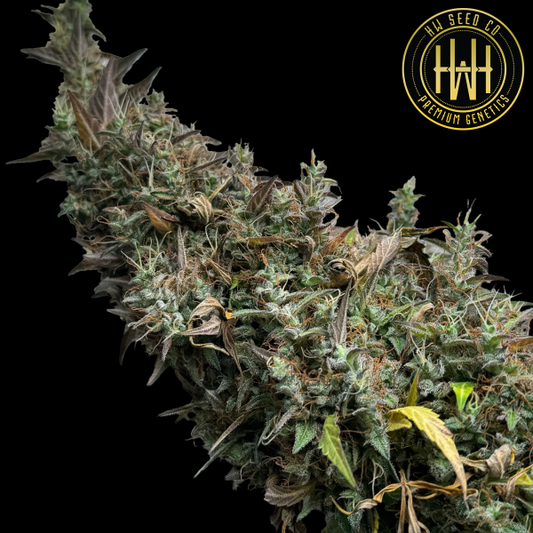HW Seed Company - Jack Herer Auto - 4 Seeds