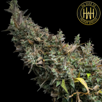 HW Seed Company - Jack Herer Auto - 4 Seeds