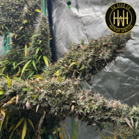 HW Seed Company - Jack Herer Auto - 4 Seeds