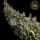 HW Seed Company - Jack Herer Auto - 4 Seeds