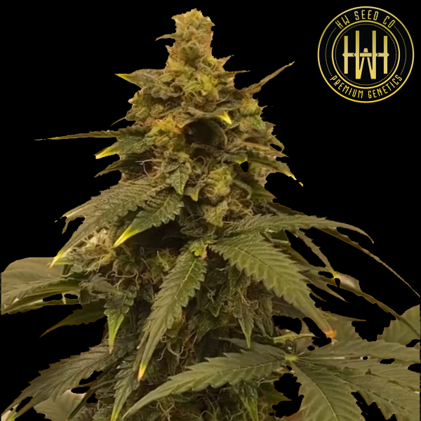 HW Seed Company - Amnesia Lemon Auto - 4 Seeds