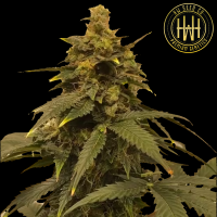 HW Seed Company - Amnesia Lemon Auto - 4 Seeds