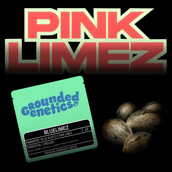 Grounded Genetics – Blue Limez - 7 Seeds