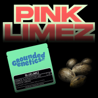 Grounded Genetics – Blue Limez - 7 Seeds