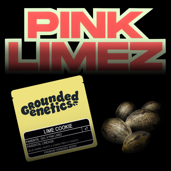 Grounded Genetics – Lime Cookie - 7 Seeds