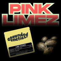 Grounded Genetics – Lime Cookie - 7 Seeds