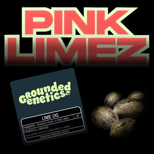 Grounded Genetics – Lime OG - 7 Seeds