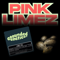 Grounded Genetics – Lime OG - 7 Seeds