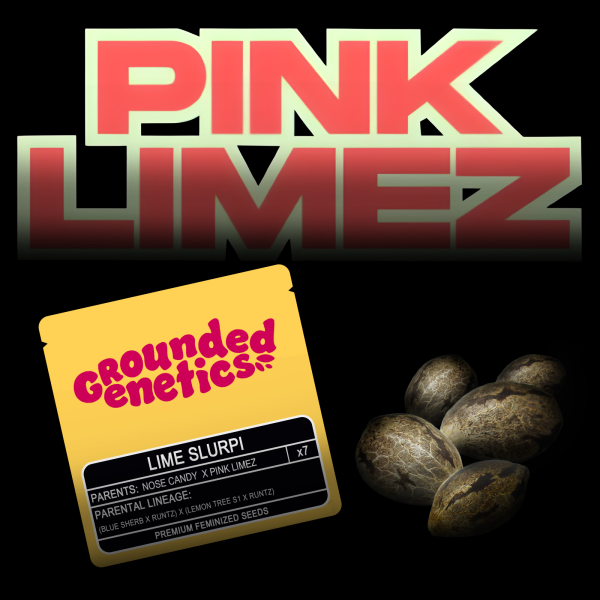 Grounded Genetics – Lime Slurpi - 7 Seeds