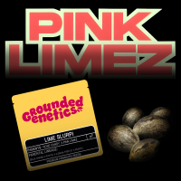 Grounded Genetics – Lime Slurpi - 7 Seeds