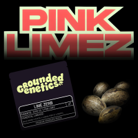 Grounded Genetics – Lime Zerb - 7 Seeds