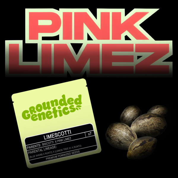 Grounded Genetics – Limescotti - 7 Seeds