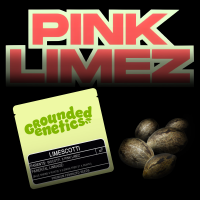Grounded Genetics – Limescotti - 7 Seeds
