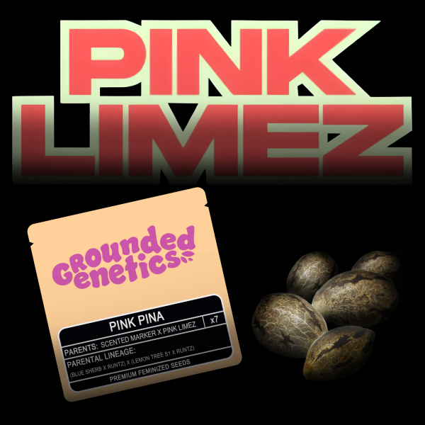 Grounded Genetics – Pink Piña - 7 Seeds