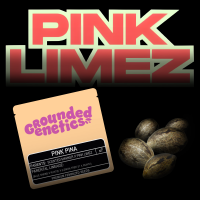 Grounded Genetics – Pink Piña - 7 Seeds
