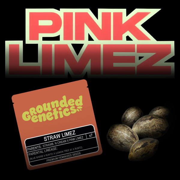Grounded Genetics – Straw Limez - 7 Seeds