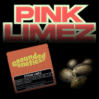 Grounded Genetics – Straw Limez - 7 Seeds