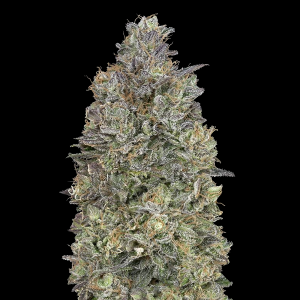 Advanced Seeds - Critical Purple Kush