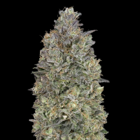 Advanced Seeds - Critical Purple Kush
