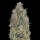 Advanced Seeds - Critical Purple Kush