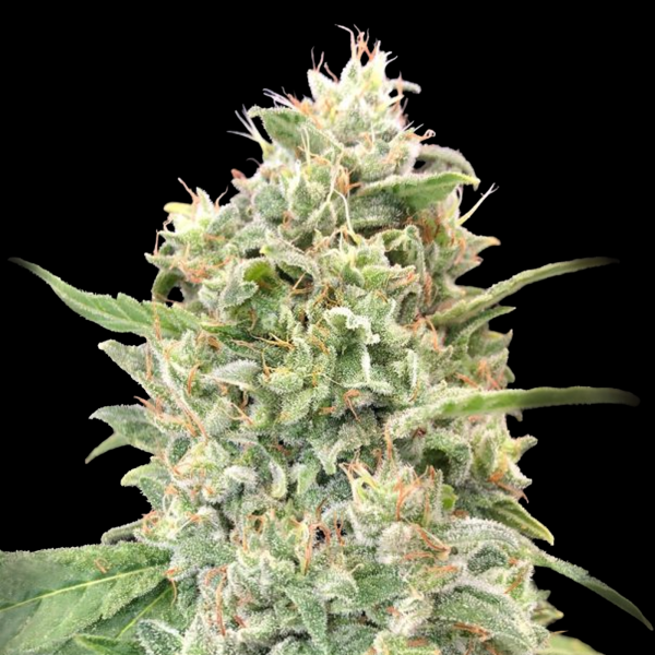 Advanced Seeds - Strawberry Banana