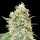 Advanced Seeds - Strawberry Banana