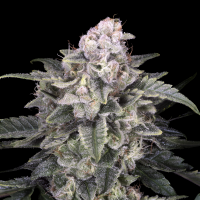 Advanced Seeds - Slurricane