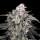 Advanced Seeds - Slurricane